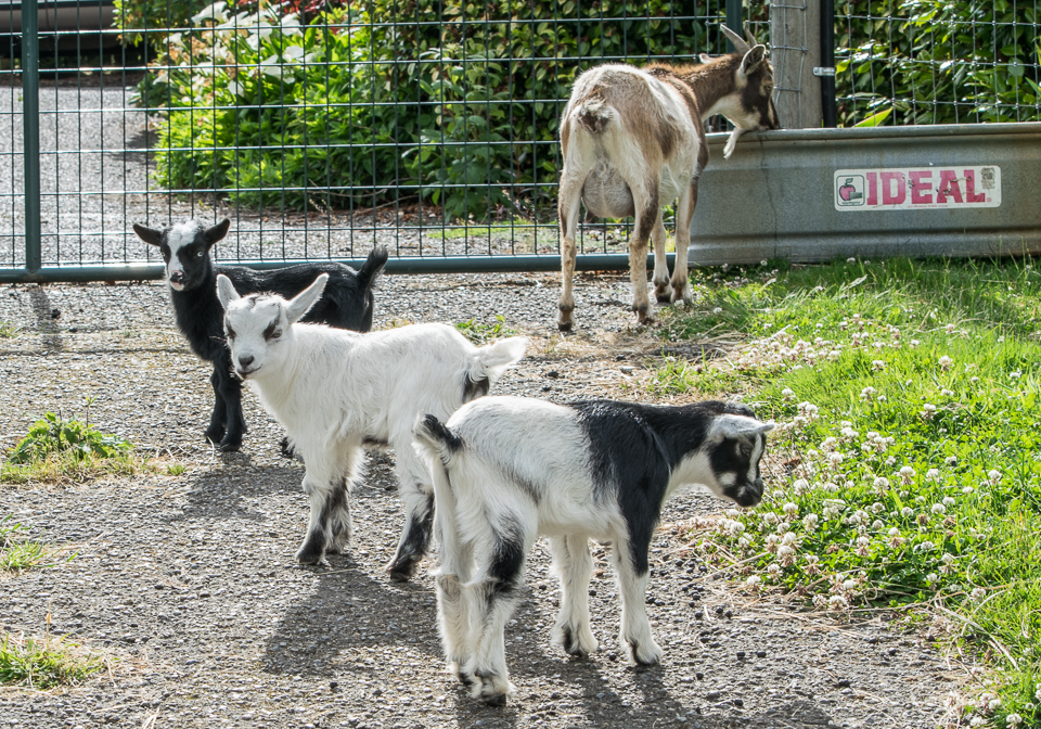 goats 02-5138