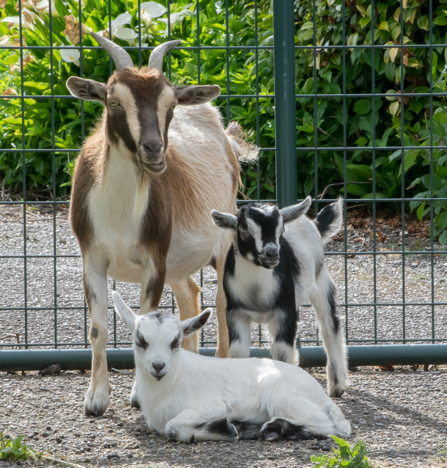 goats 05-5162