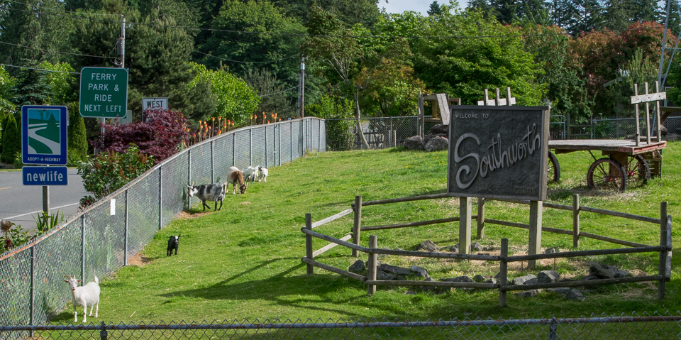 goats welcome-5330