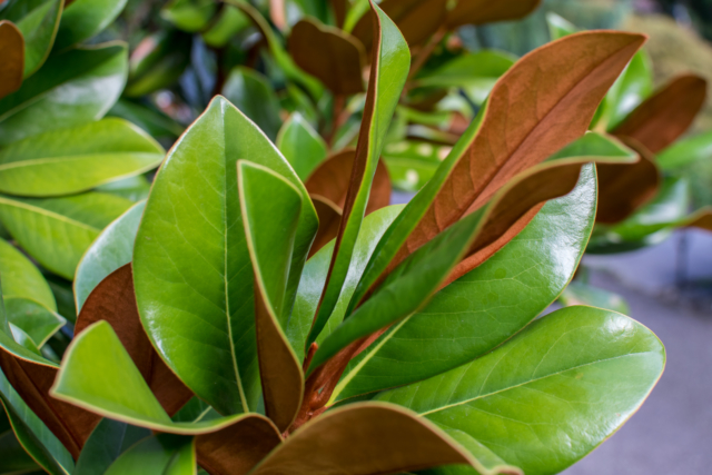 Magnolia leaves