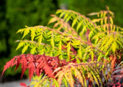 golden sumac