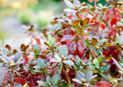 Rhododendron augustinii